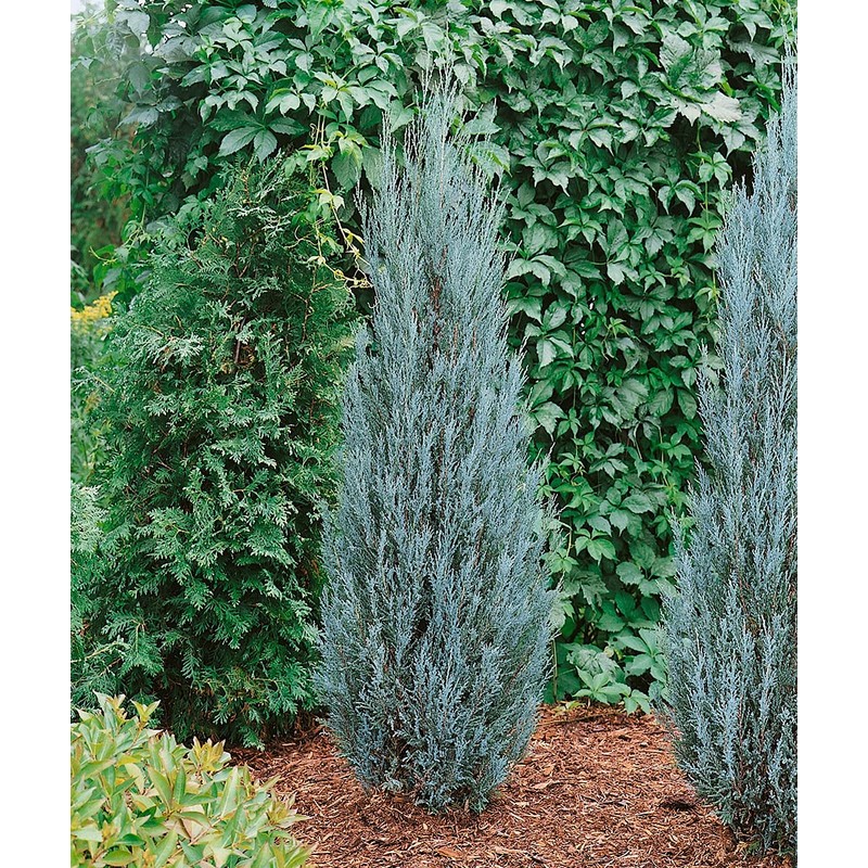 Blue Arrow Juniper - 2 Live Gallon Size Trees -