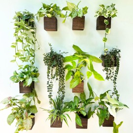 LaLaGreen Indoor Planter Box for Plants (12 Pack, 4x4 Inch) Small Square Wooden Wall Mounted Planters Wood Window Boxes Hanging Flower Pot Plant Holder Outdoor Herb Modern Vertical Garden Home Decor