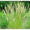Little Seed Store 501+PRAIRIE JUNE GRASS Seeds Native Ornamental Drought