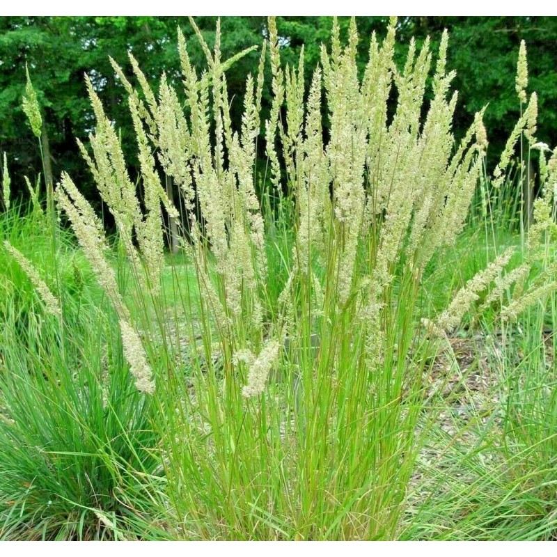 Little Seed Store 501+PRAIRIE JUNE GRASS Seeds Native Ornamental Drought