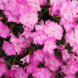 Outsidepride Dianthus Cheddar Pink - 2000 Seeds