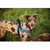 ComfortFlex Patriotic Dog Harness – Fully Padded, Adjustable, Lightweight No-Choke,