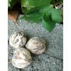 home made Kukui Nut Candle Nut Indonesian Kemiri fresh in