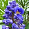 3 Live Hawaiian Ginger Cane Plant Sapphire Blue Nt