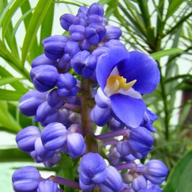 3 Live Hawaiian Ginger Cane Plant Sapphire Blue Nt
