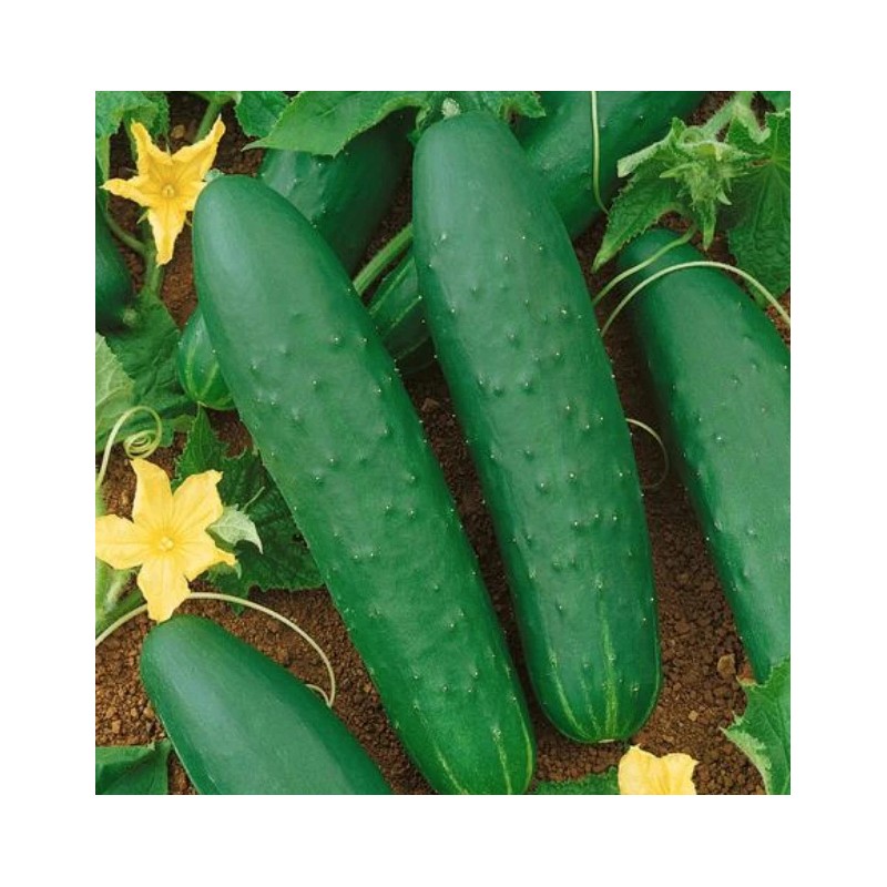 Fresh 100+ Double Yield Cucumber Seeds - Heirloom - Organic
