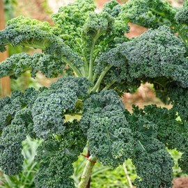1000 Seeds Kale Seeds for Planting, Heirloom, Non-GMO Vegetable Variety - Great for Indoor, Outdoor Open Pollinated