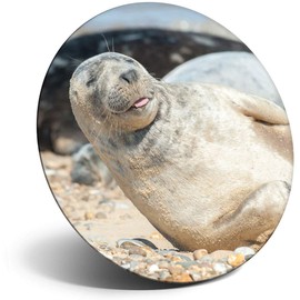 Destination Vinyl ltd Magnet for Refrigerator, Fridge - Cute Grey Seal Pup Sunbathing for Office, Cabinet and Whiteboard, Magnetic Stickers, 3648