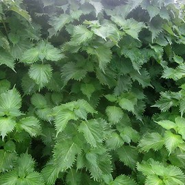 Shiso Herb Gardening Seeds (Perilla) - Green Ohba Ao Shiso - 1 Oz ~16800 Seeds - Non-GMO, Heirloom - Microgreens & Asian Herb Gardening