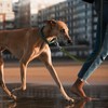 Wolfone Army Green 10m Long Line Dog Lead Strong Nylon