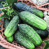 KIRA SEEDS - Cucumber Wisconsin - Open-Pollinated - Heirloom Vegetable