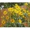 75 Cup Plant Silphium perfoliatum Flower Seeds - Beautiful! Sunflower