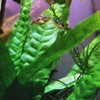 Mainam 2 Different Anubias Nana Java Fern Tropical Freshwater Live