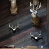 Bone Collector The Change Up Antler Mounting Kit with Skull