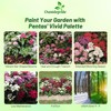Outsidepride Mix Pentas Seeds - 25 Pcs Perennial Flower Seeds
