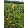 Everwilde Farms - 1 Oz Partridge Pea Native Wildflower Seeds