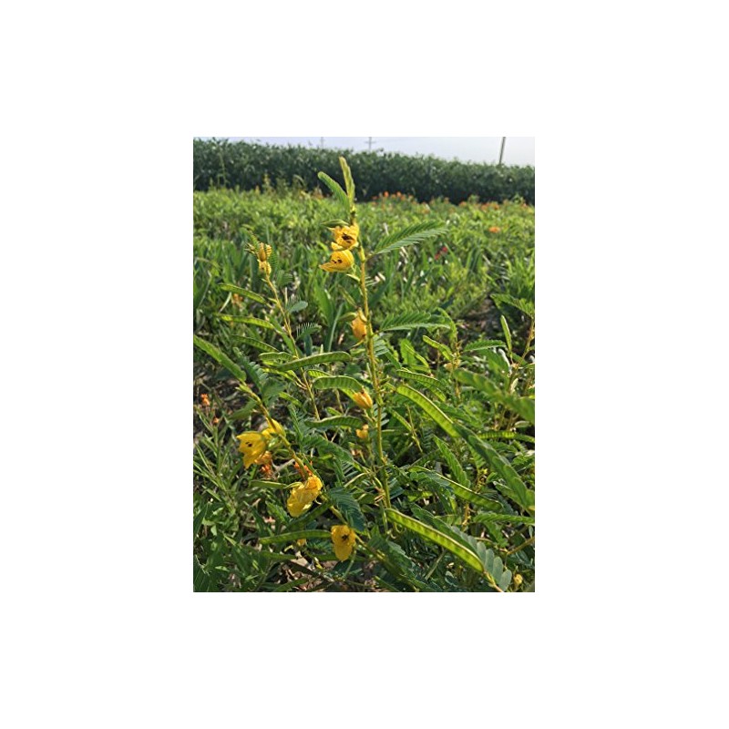 Everwilde Farms - 1 Oz Partridge Pea Native Wildflower Seeds