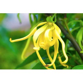 100% Pure 30 ml Ylang Ylang Essential Oil 100% Pure&Natural Undiluted - 30 ml-1oz