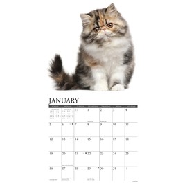 Willow Creek Press Persians Monthly 2025 Wall Calendar (12" x 12")