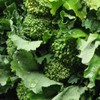 Broccoli Raab Heirloom Great Vegetable Seeds by Seed Kingdom Bulk
