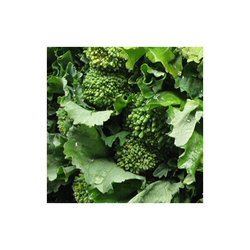 Broccoli Raab Heirloom Great Vegetable Seeds by Seed Kingdom Bulk