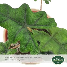 Arcadia Garden Products Live Jacklyn Alocasia Unique Indoor Houseplant in Plastic Pot, Tropical Plant Collector Gift for Home and Garden Decor, 4-inch, Beige