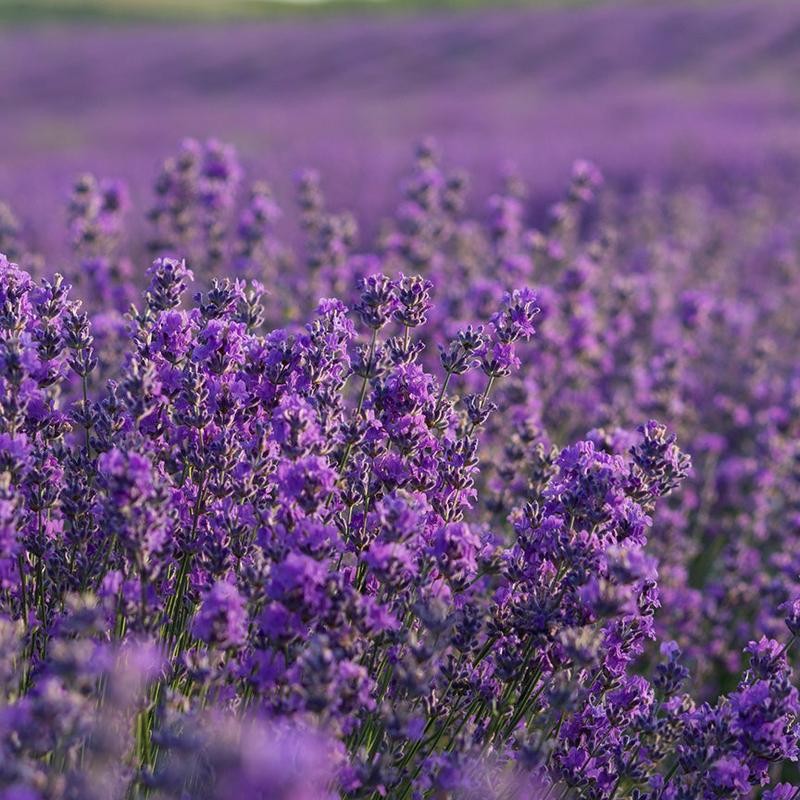 Spike Lavender Essential Oil Wellness Therapeutic Solution Aromatherapy - Size: