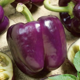 Sweet Pepper Seeds - Purple Beauty - Packet - Vegetable Seeds, Heirloom Seed, Open Pollinated Seed Easy to Grow & Maintain, Container Garden