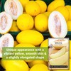 Sow Right Seeds-Juane Canary Melon Seed for Planting-Non-GMO Heirloom Packet
