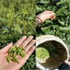 Huoshan Huangya 50g New tea leaves Loose tea Yuqian Yellow