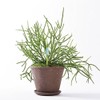 Sustee Aquameter (Small Green Refillable - Bundle of 2) -