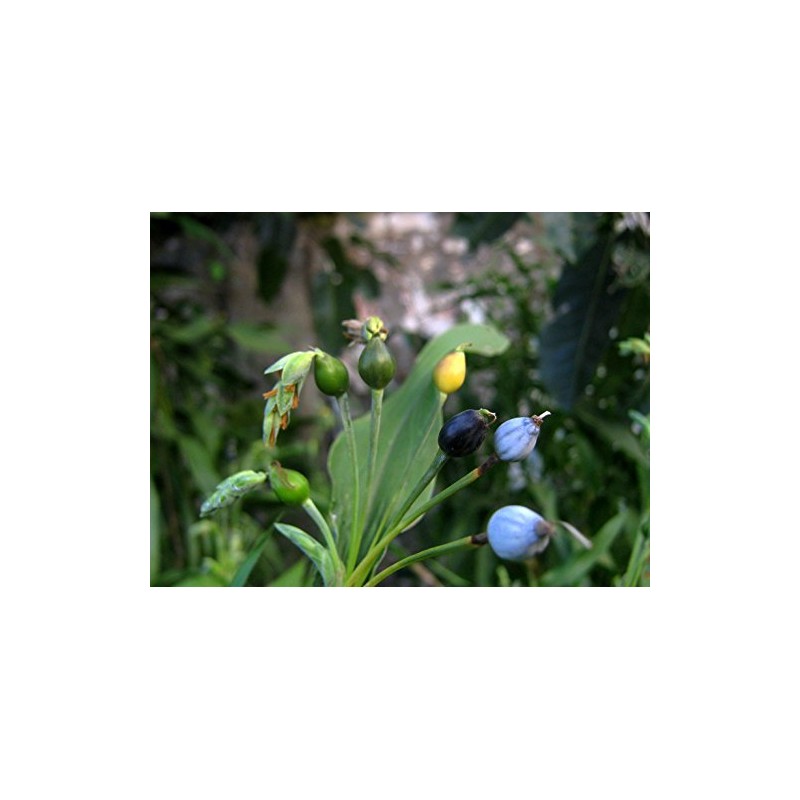 Job's Tears Coix Gluten Free Grain Premium Seeds for Planting