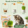 Seedboy Organic Cat Grass Seeds for Planting, Non-GMO Wheat, Oat,