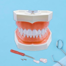 Windplusya Typodont Teeth Model with Removable Teeth,Dental Tooth Model Suitable for Teaching, Practice and Study, with a Small Screwdriver. (28 Teeth)