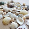 Shells Mixed, Natural Shells, Beach Shells, Craft Shells, Decorative Shells,