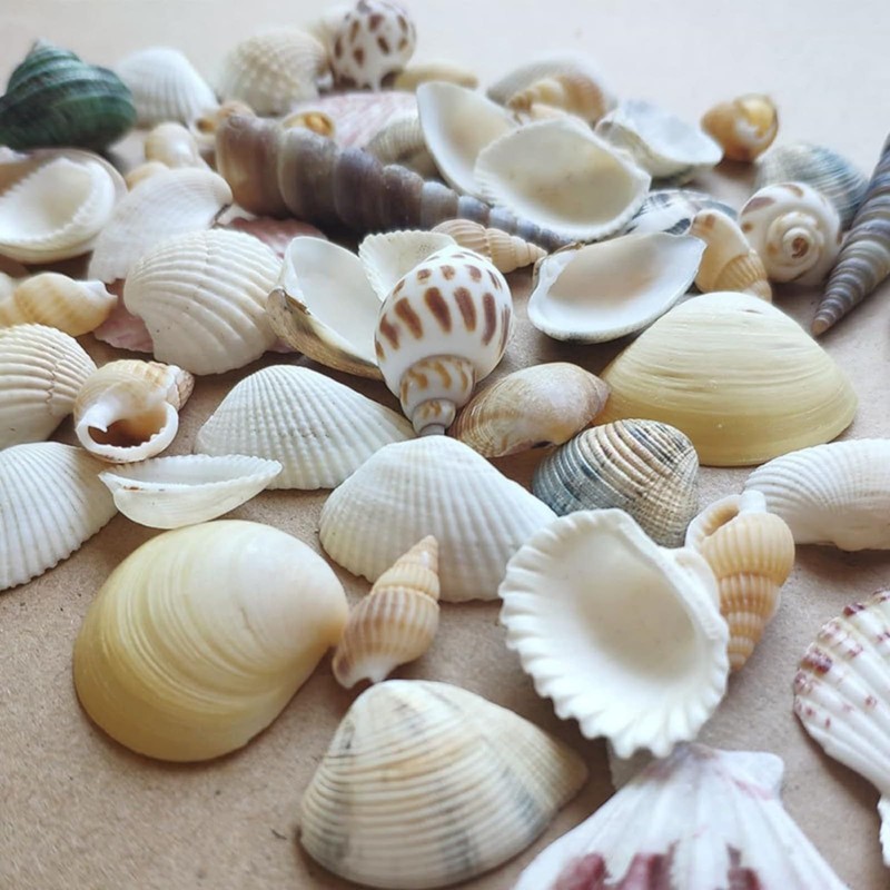 Shells Mixed, Natural Shells, Beach Shells, Craft Shells, Decorative Shells,