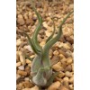 itsBees Caput Medusae 4" Air Plant - Tillandsia Medusa Octopus
