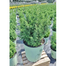 American Beauties Native Plants - Chamaecyparis thyoides 'Top Point' (Dwarf White Cedar) Evergreen, , #2 - Size Container