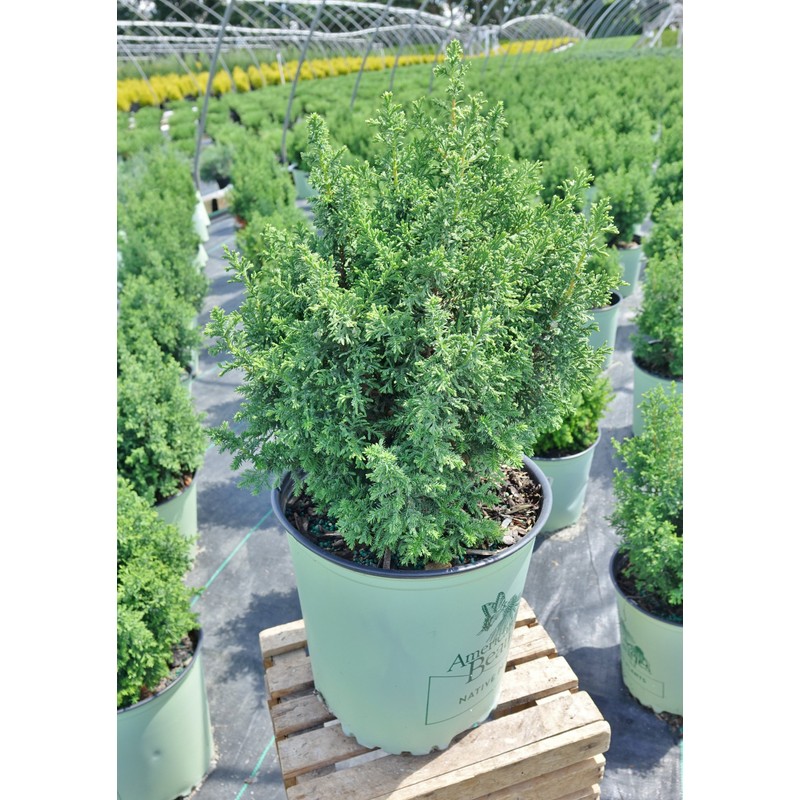 American Beauties Native Plants - Chamaecyparis thyoides 'Top Point' (Dwarf
