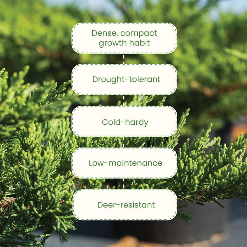 American Plant Exchange Live Parsoni Juniper – 10-Inch Pot –