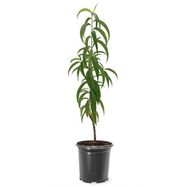 Contender Peach Tree, Cold Tolerant, Freestone Pit, Self-Pollinating, 1 gal Nursery Pot, 1-2 ft Tree Height (Due to Agricultural Laws, we Cannot Ship to CA, AZ, AK, or HI)