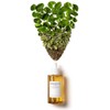 SKIN1004 Centella Ampoule 55ml / Centella Ampoule 55ml / Soothing
