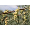 CZ Grain Russian Olive Tree Seeds Elaeagnus angustifolia 10 Seeds