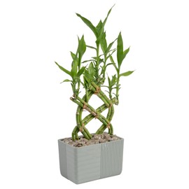 Costa Farms Lucky Bamboo Live Plant | 12-18 Inches Tall Indoor Houseplant | Potted in Minimal Decor Plant Pot | Braided or Straight, Grower's Choice| Room or Office Decor