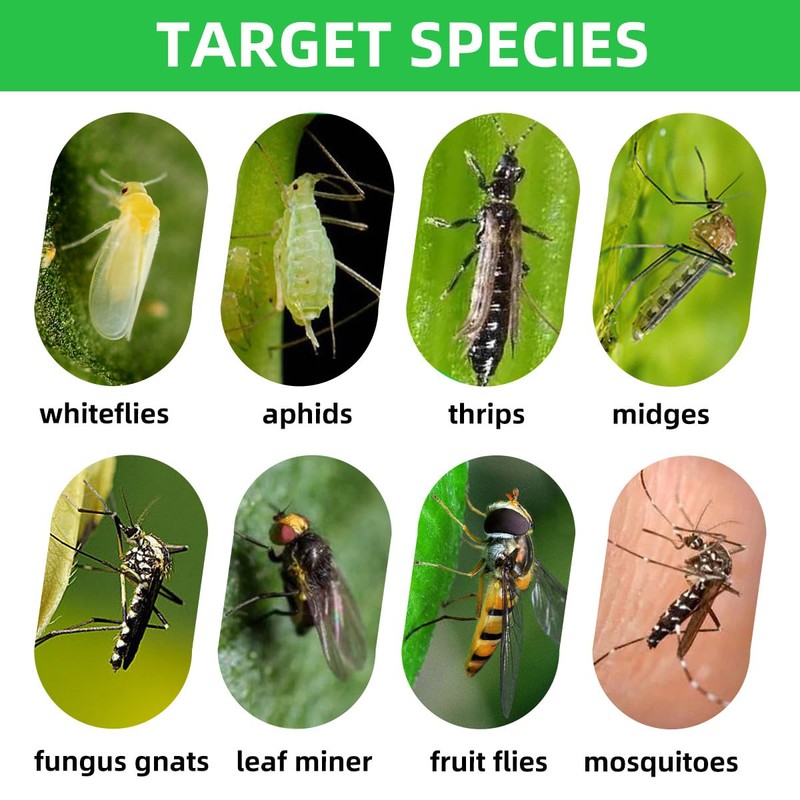36 Pcs Classic Sticky Traps for Fungus Gnat (Plants), Fruit
