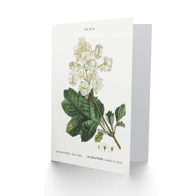 Artery8 Pierre-Joseph Redouté Art Card Oakleaf Hydrangea Flowers
