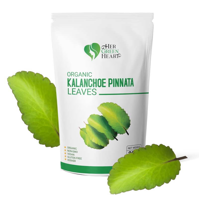 Kalanchoe Pinnata Leaves Herbal tea - 100% Pure, Dried Leaves