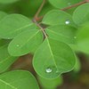 Moringa Tea Organic 100 Bags 100% Pure, All-natural, Antioxidant-rich Energy