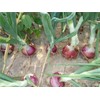 TomorrowSeeds - Ruby Red Onion Seeds - 200+ Count Packet