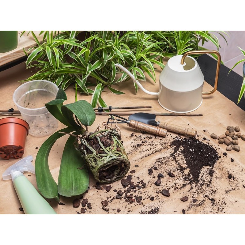 meindekoartikel 12 Orchid Pots for Orchids Plastic Transparent (Diameter 11.5